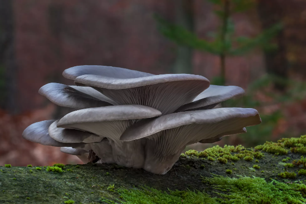 Pleurotus ostreatus