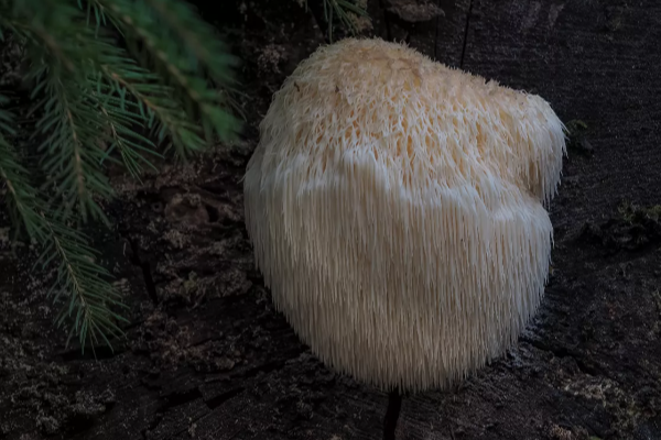 Hericium erinaceus