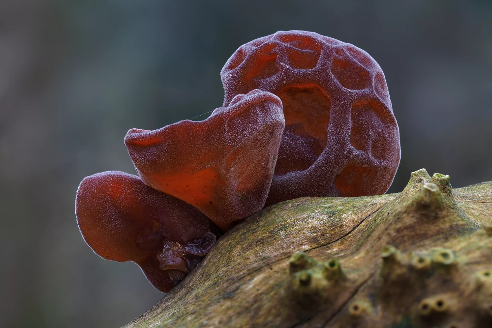 Auricularia auricula judae - Judasohr