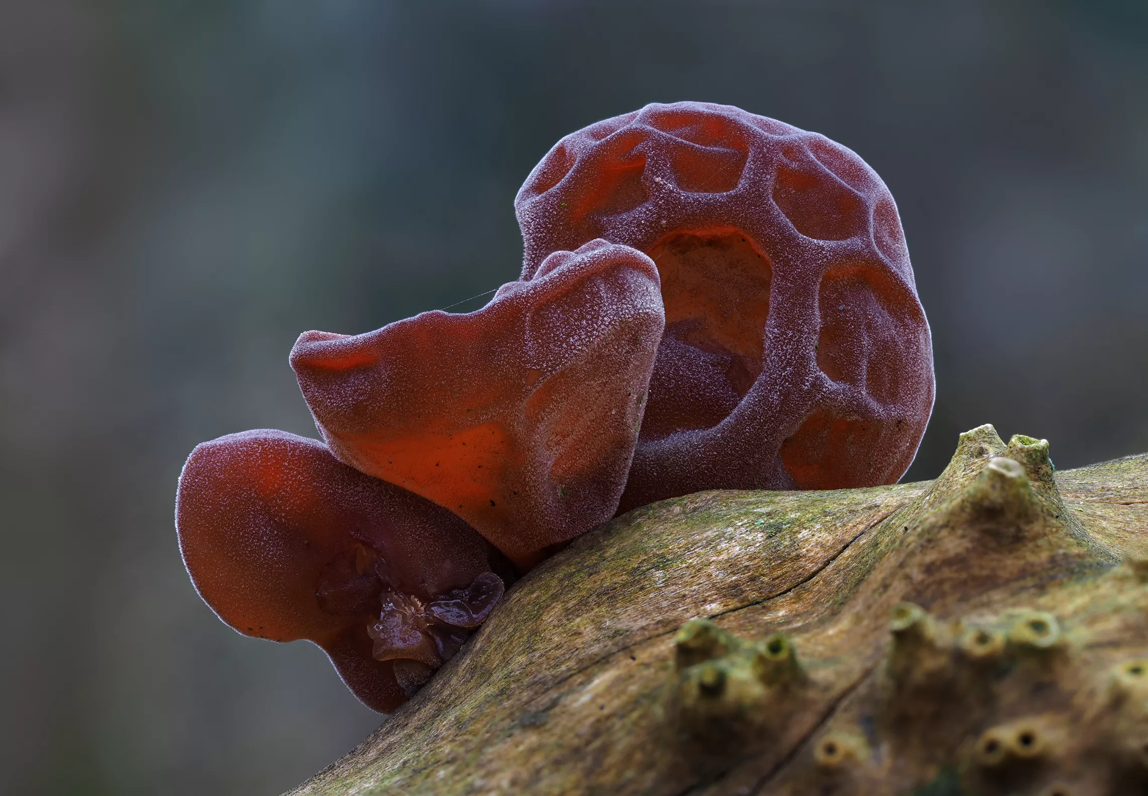 Auricularia polytricha