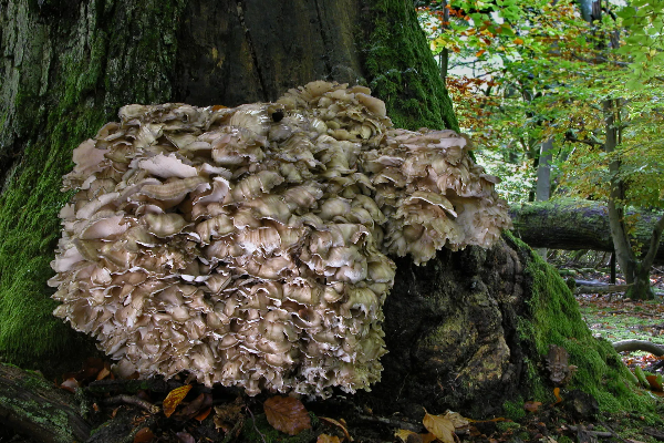 Maitake