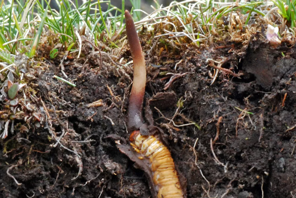 Cordyceps sinensis / Cordyceps militaris