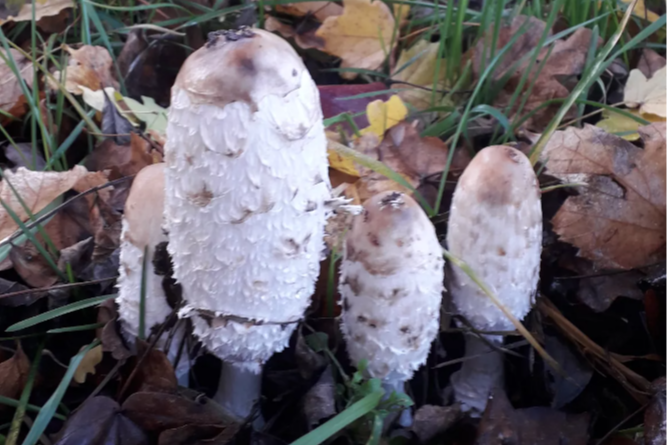 Coprinus comatus