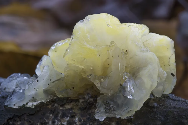 Tremella fuciformis - Silberohr