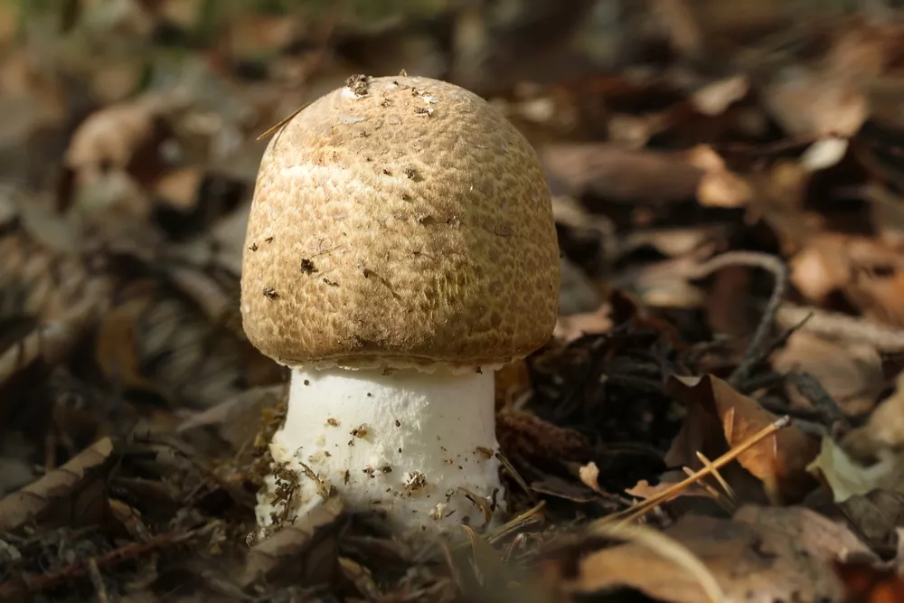 Agaricus blazei Murill