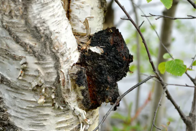 Chaga